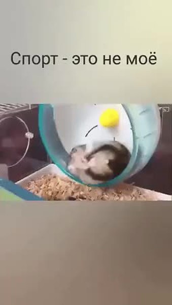 GIF Preview
