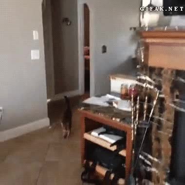 GIF Preview