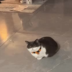 GIF Preview