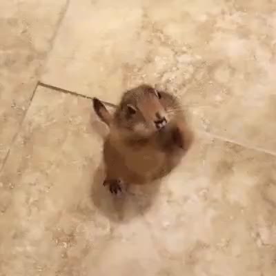 GIF Preview