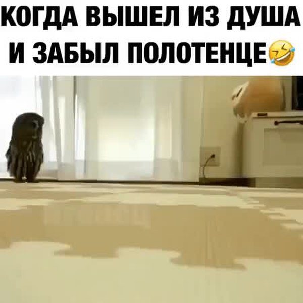 GIF Preview
