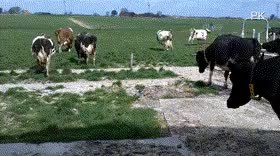 GIF Preview
