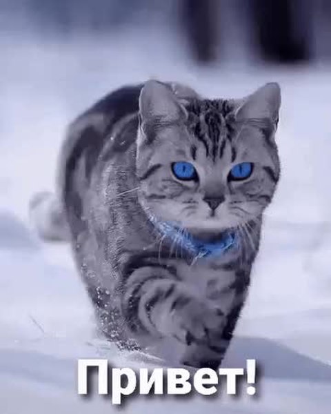 GIF Preview