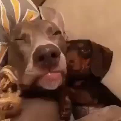 GIF Preview