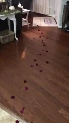 GIF Preview