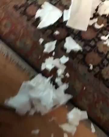 GIF Preview
