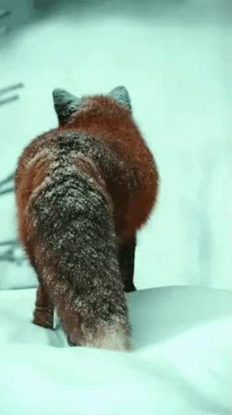 GIF Preview