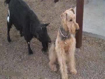 GIF Preview