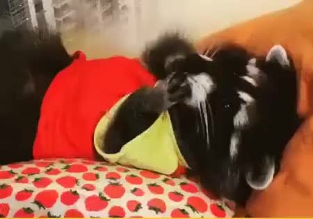 GIF Preview