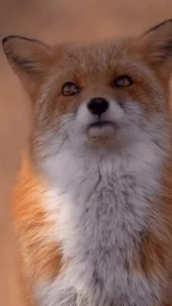 GIF Preview