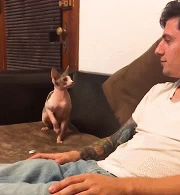 GIF Preview