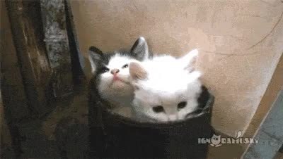 GIF Preview