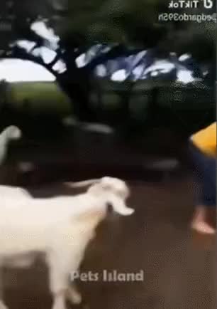 GIF Preview