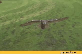 GIF Preview