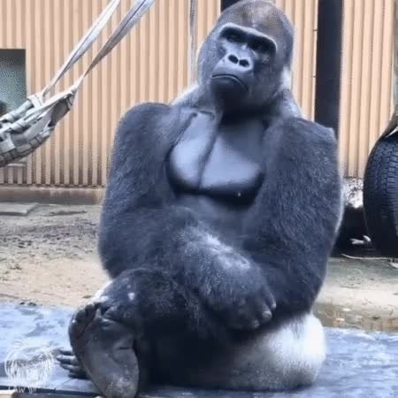 GIF Preview