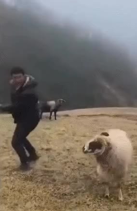 GIF Preview