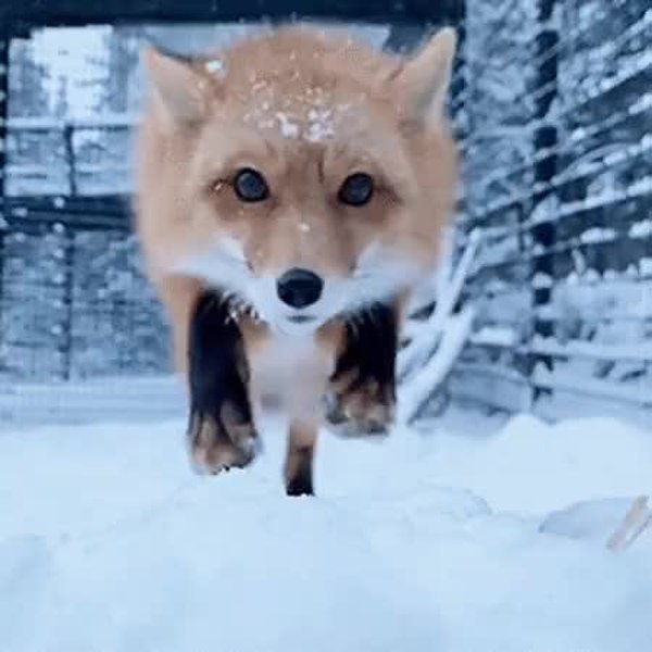 GIF Preview