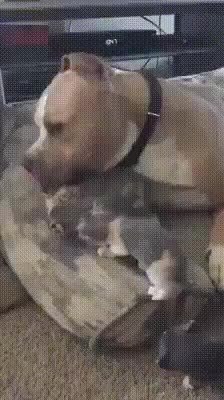 GIF Preview
