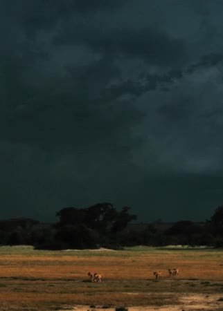 GIF Preview