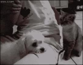 GIF Preview