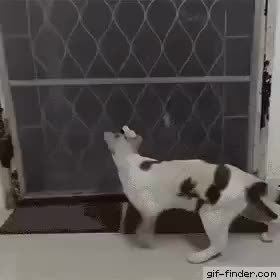 GIF Preview