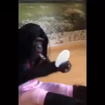 GIF Preview