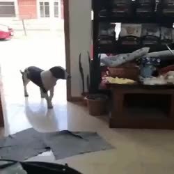 GIF Preview