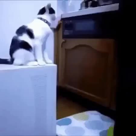 GIF Preview