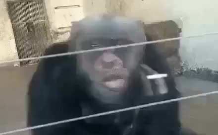 GIF Preview