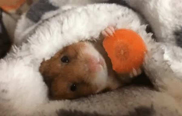 GIF Preview