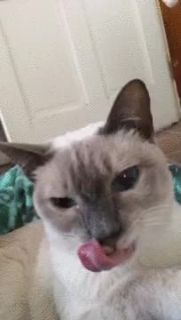 GIF Preview