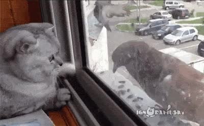 GIF Preview