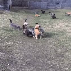 GIF Preview