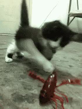GIF Preview