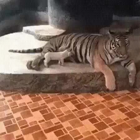GIF Preview