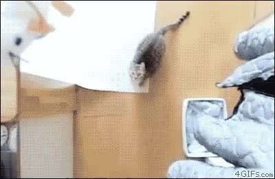 GIF Preview
