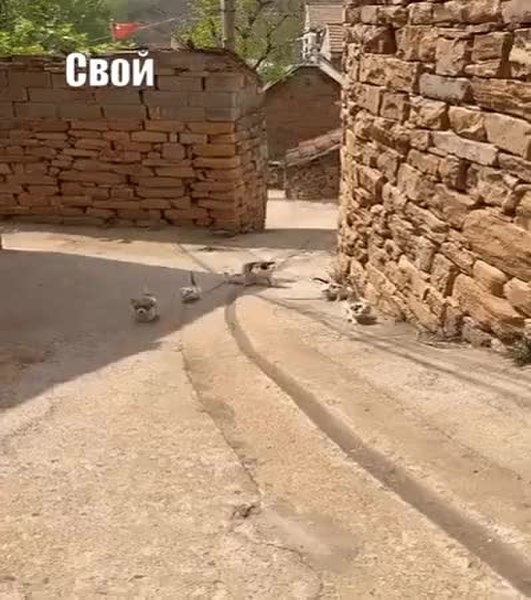 GIF Preview