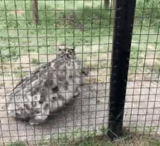 GIF Preview