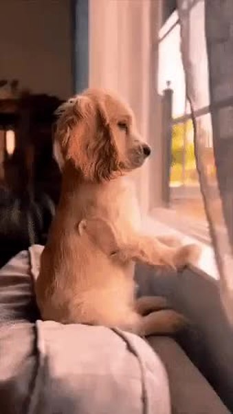 GIF Preview