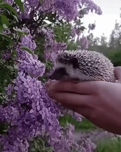GIF Preview
