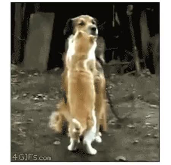 GIF Preview
