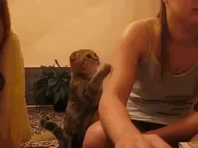 GIF Preview