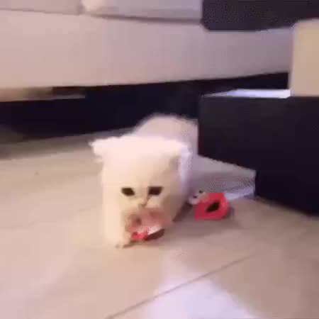 GIF Preview