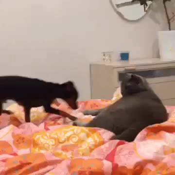 GIF Preview