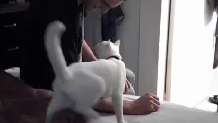 GIF Preview
