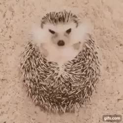 GIF Preview
