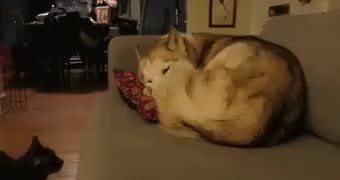 GIF Preview