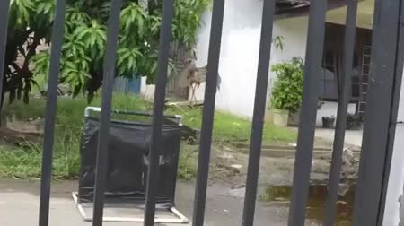 GIF Preview