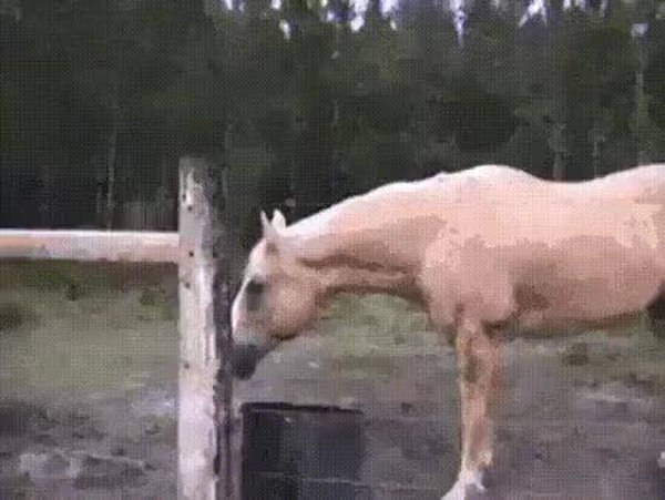 GIF Preview