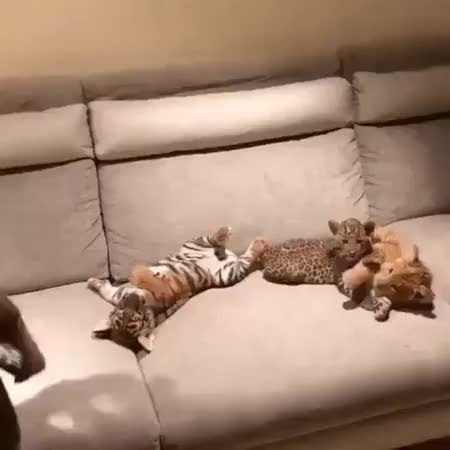 GIF Preview